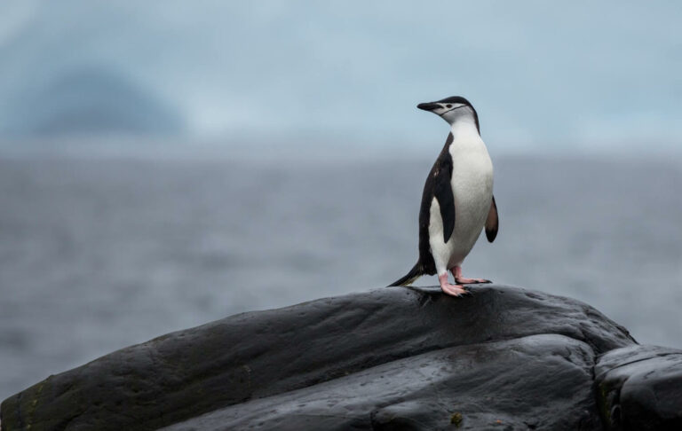 A lonely Penguin