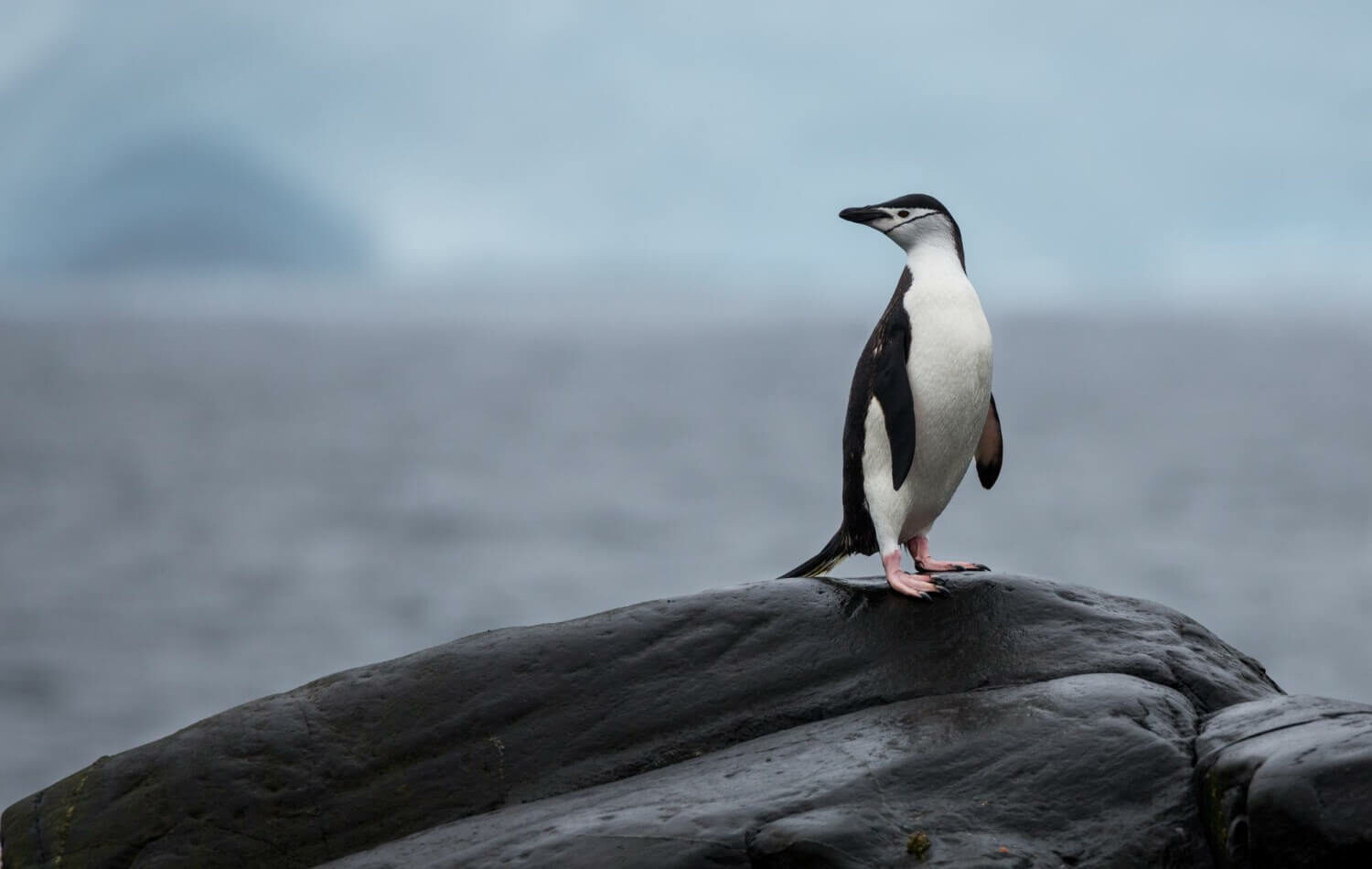 A lonely Penguin